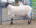 Sheep Trax Maximus 421M